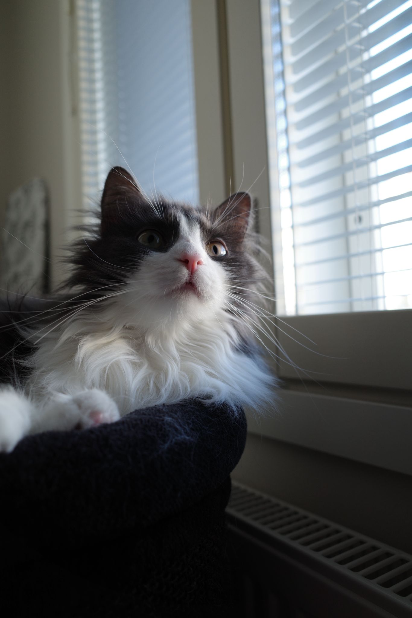 Lyyli (Vipi Hiltunen)