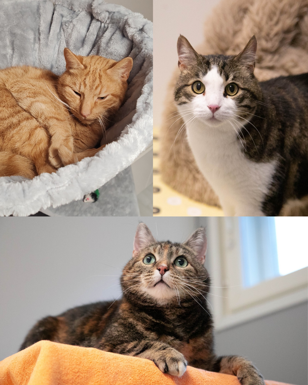 Tomsku, Maissi, Peruna